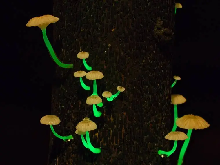Bioluminescent Fungi, Western Ghats, Goa