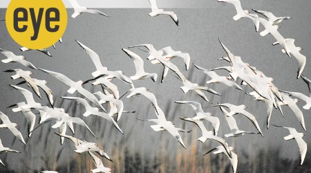 Amazing grace: Watching birds in flight is to marvel at their symmetry. (Photo: Ranjit Lal)