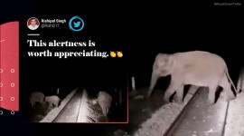 West Bengal, train stopped animal crossing, train stopped elephants track crossing, animal crossing, animal railway track cross, Viral video, Piyush Goyal, Trending news, Indian Express news.