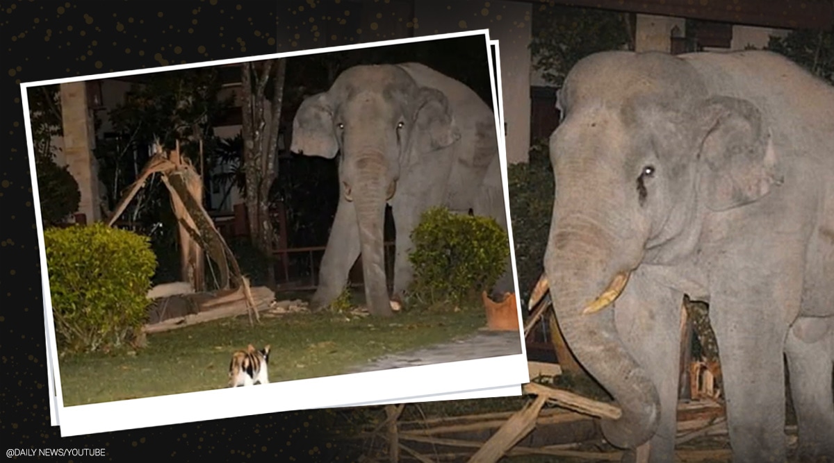 Pet cat chases elephant, Thailand, cat elephant chase, cat and elephant viral video, Thailand news, Viral video, Trending news, Indian Express news.