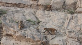 Rhesus Macaque, Haryana Rhesus Macaque, Rhesus Macaque population