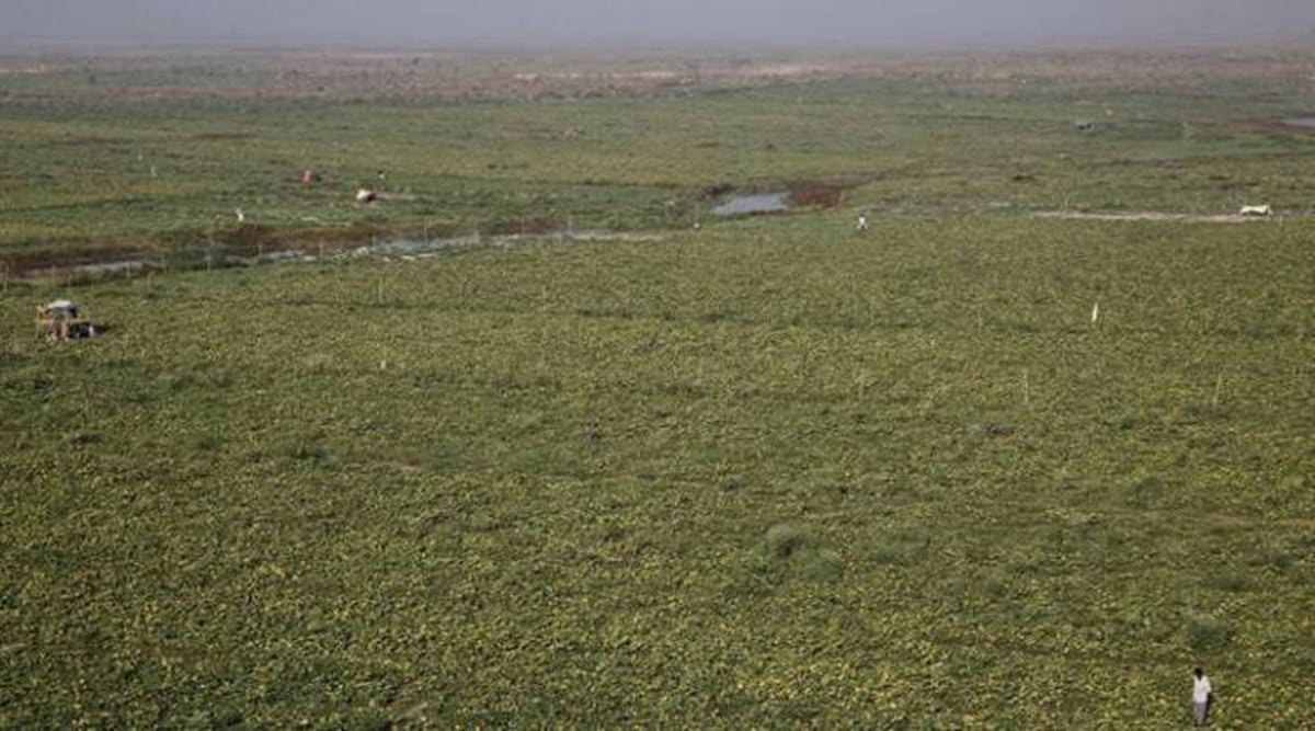 Haryana land
