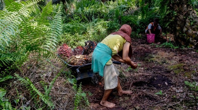 Rape, abuses in Indonesian palm oil fields linked to top beauty brands ...