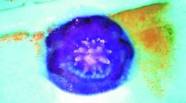 Maharashtra fishermen, jellyfish, decrese in fish population, Mumbai news, Maharashtra news, Indian express news