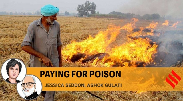A Farmer burns paddy Stubble in his field in Patiala. (Express Photo by Harmeet Sodhi)