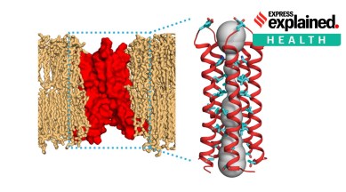 MIT study on Covid, envelope protein E, Covid-19 structure, SARS-CoV-2 structure, Indian Express