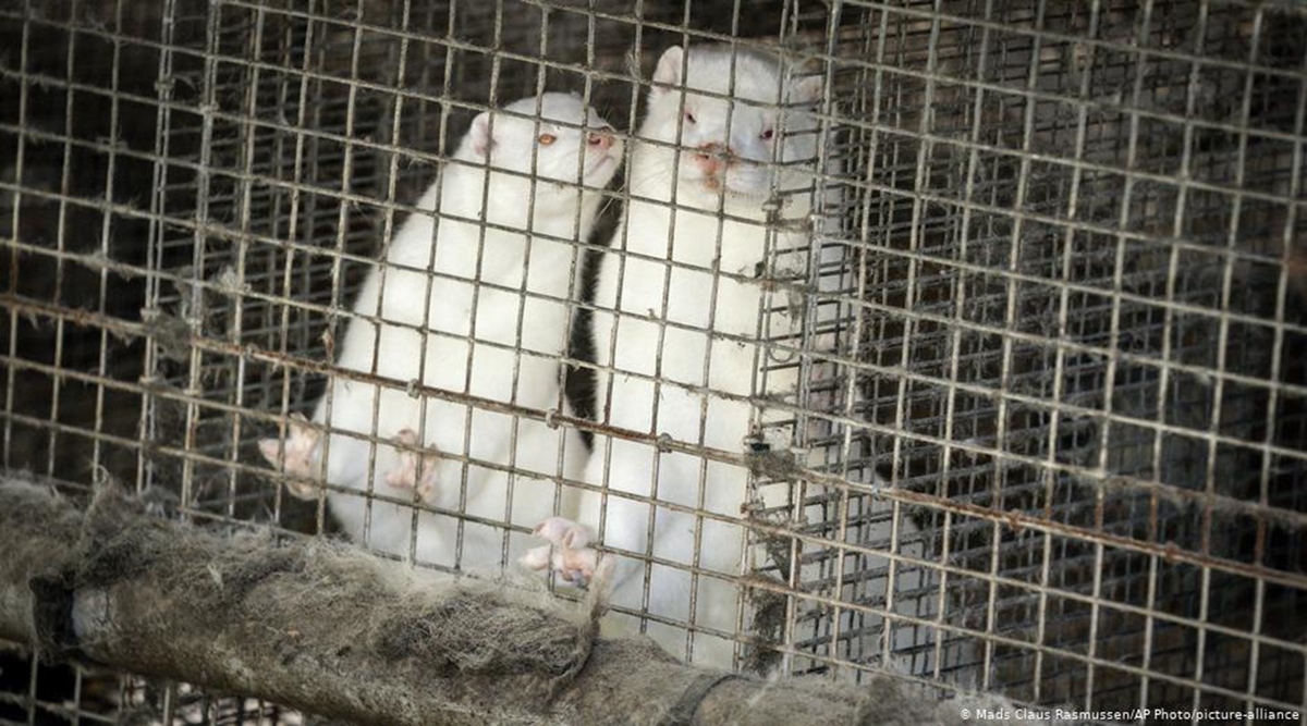 Mink, Denmark, Denmark mink culling, mink mutation