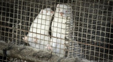 Mink, Denmark, Denmark mink culling, mink mutation