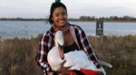 new york woman rescues swan, woman rescues swan, ill swan rescued via hike and subway, good news, viral news, indian express,