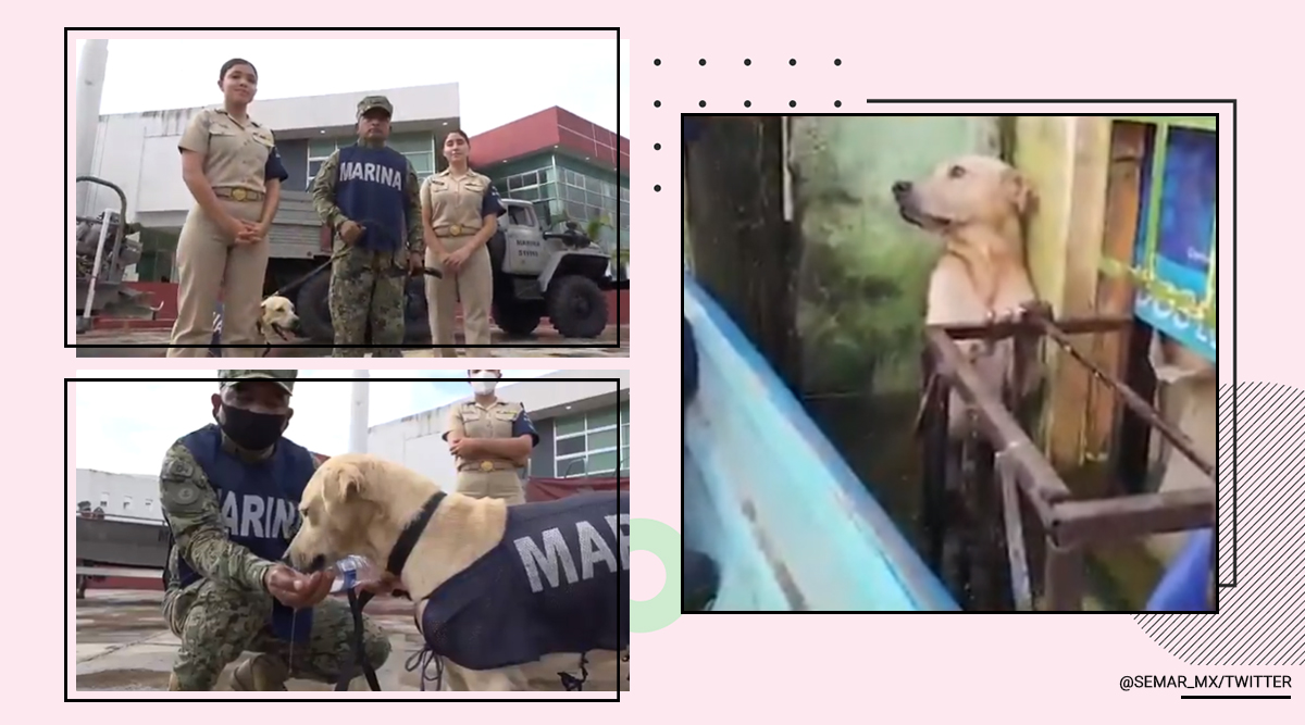 Mexico floods, dog rescue, dog rescue Mexico viral video, Dog rescue Navy, Mexico navy dog adoption, Search and rescue team rescue dog, Viral video, Trending news, Indian Express news.
