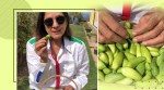 meetha karela, how to make meetha karela, what is meetha karela, eat local, eat seasonal, neena gupta mukteshwar, uttarakhand veegtables, indianexpress.com, indianexpress,