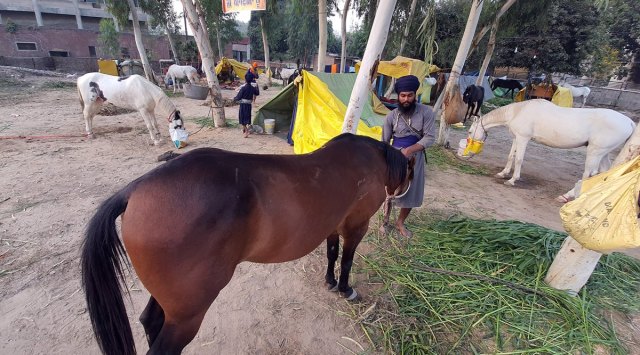A Nihang Sikh feeds his horse in Amritsar. (Express Photo: Rana Simranjit Singh)