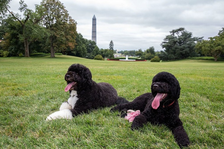 joe biden, joe biden nieuws, Joe Biden honden, Joe Biden honden Champ en Mjor, Donal Trump, joe biden us verkiezing, joe biden us president, us president joe biden, joe biden laatste nieuws, us presidentsverkiezing, us verkiezing nieuws, us verkiezing resultaten, us verkiezing resultaten 2020, us verkiezing 2020 nieuws, us presidentsverkiezing 2020, us verkiezing, us verkiezing 2020, us verkiezingen