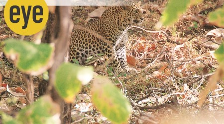 ranjit lal, predators, wildlife, tribal communities, indianexpress, sundayeye, eye 2020, ranjit lal column,