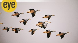 geese, gaggle family, ranjit lal column, sundayeye, eye2020, indianexpress, ranjit lal