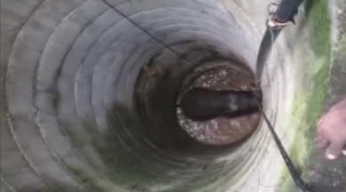 Tamil Nadu elephant, elephant rescue operation, elephant