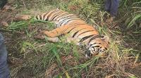 Two arrested for killing tiger, animal’s teeth & nails recovered from them in Chandrapur