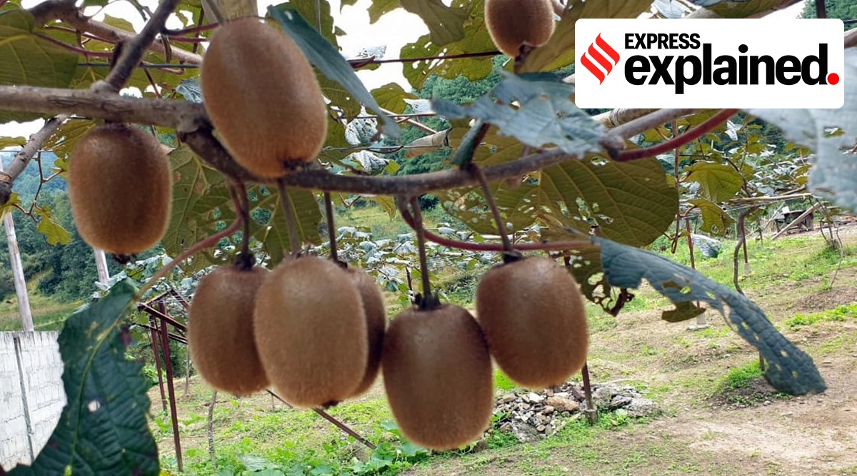 Organic Kiwifruit from New Zealand on the Rise