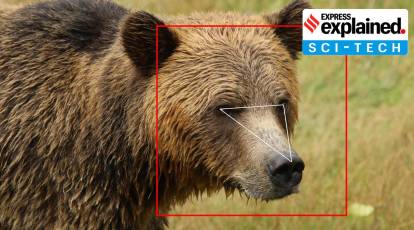 Explained: Making facial recognition technology work for bears | Explained  News,The Indian Express