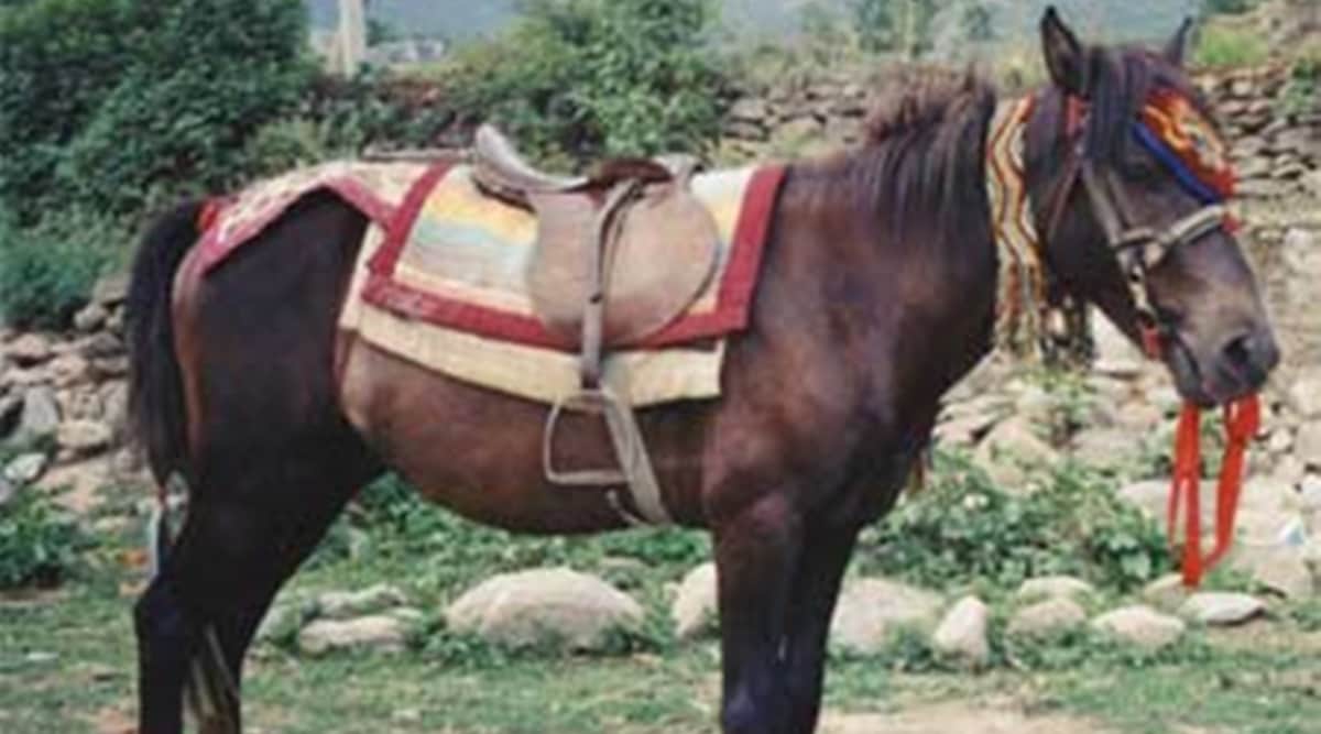 Chamurthi horses are also reared in Uttarakhand, Ladakh and Tibet. (Express photo)