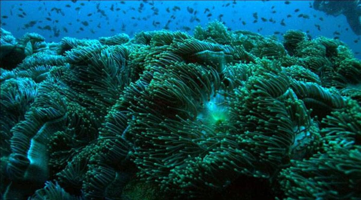 Mumbai Citizen groups protest, Mumbai coral translocation, Mumbai coral reef, Mumbai news, Maharashtra news, Indian express news