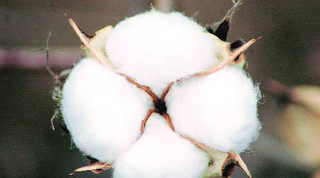 Maharashtra cotton production, Cotton Association of India, pink bollworm attacks, Mumbai news, Maharashtra news, indian express news