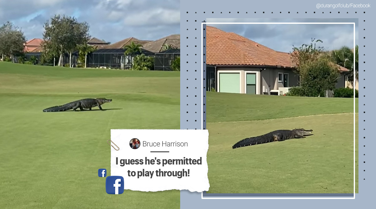 Alligator videos, Alligator in golf course, alligator walking golf course, alligator golf course viral video, Alligator Florida gold course, Trending news, Melbourne, Florida, Indian Express news