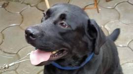 MP dog ownership fight, DNA test dog, Dog ownership, Dog DNA test, MP DNA test dog, indian express