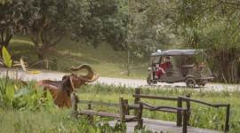 virtual interaction with elephants in Thailand, virtual elephant walks, Zoom call with elephants, Christmas, New Year's Eve, indian express news