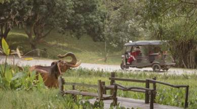 virtual interaction with elephants in Thailand, virtual elephant walks, Zoom call with elephants, Christmas, New Year's Eve, indian express news