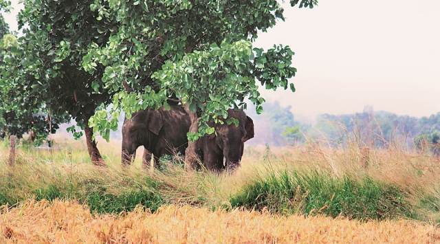 Two elephants died of anthrax in Assam's Dehing Patkai wildlife sanctuary. (Representational image / Express)
