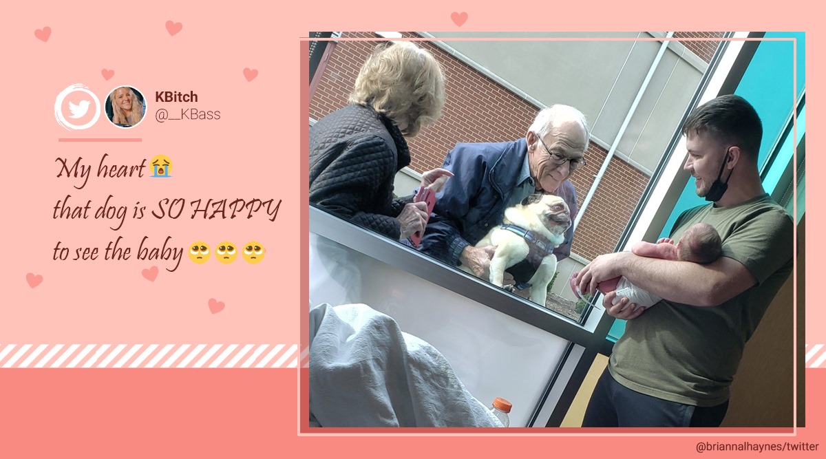 Family brings pet pug to meet newborn baby, its happy ...