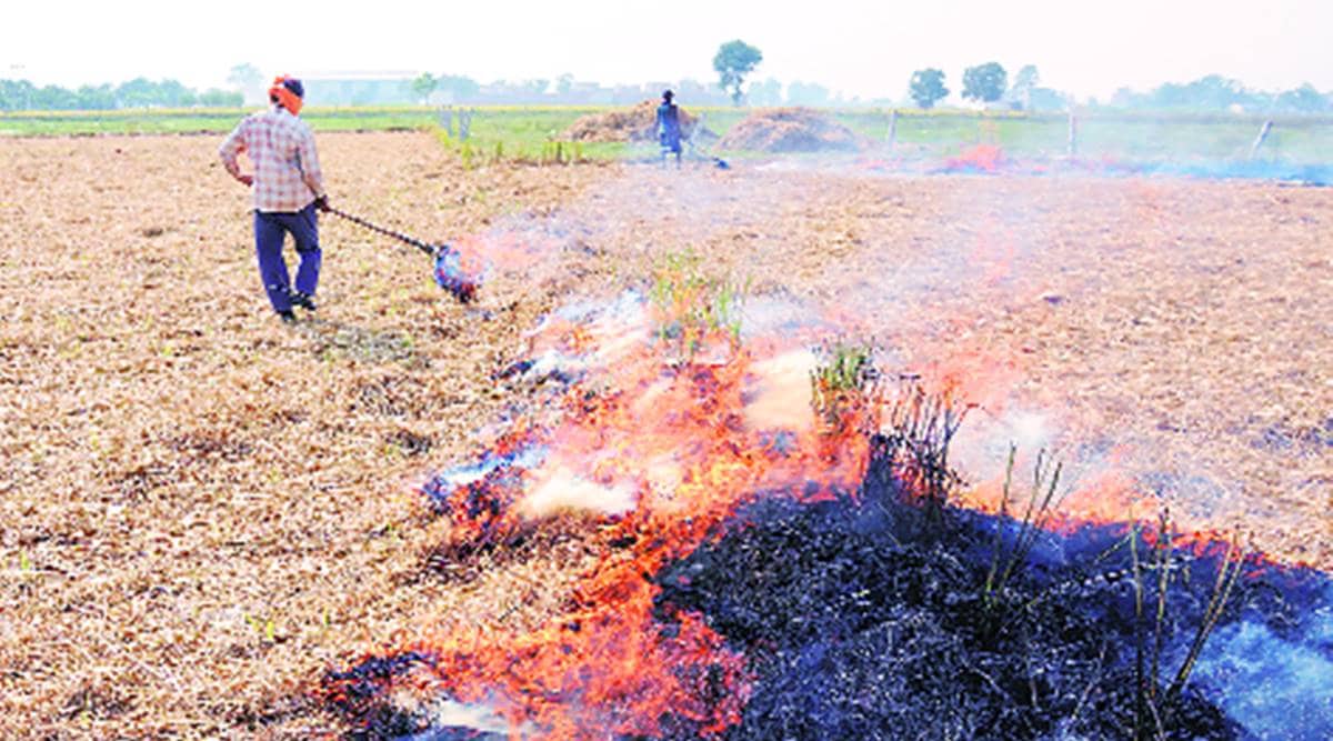 Breach 57,000-mark: Paddy stubble fires break 4-year record in Punjab