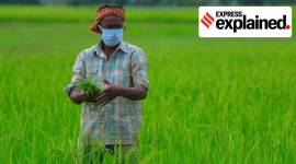 Explained: In a mirror of economy, agricultural exports grow amid overall decline