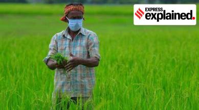 Explained: In a mirror of economy, agricultural exports grow amid overall decline