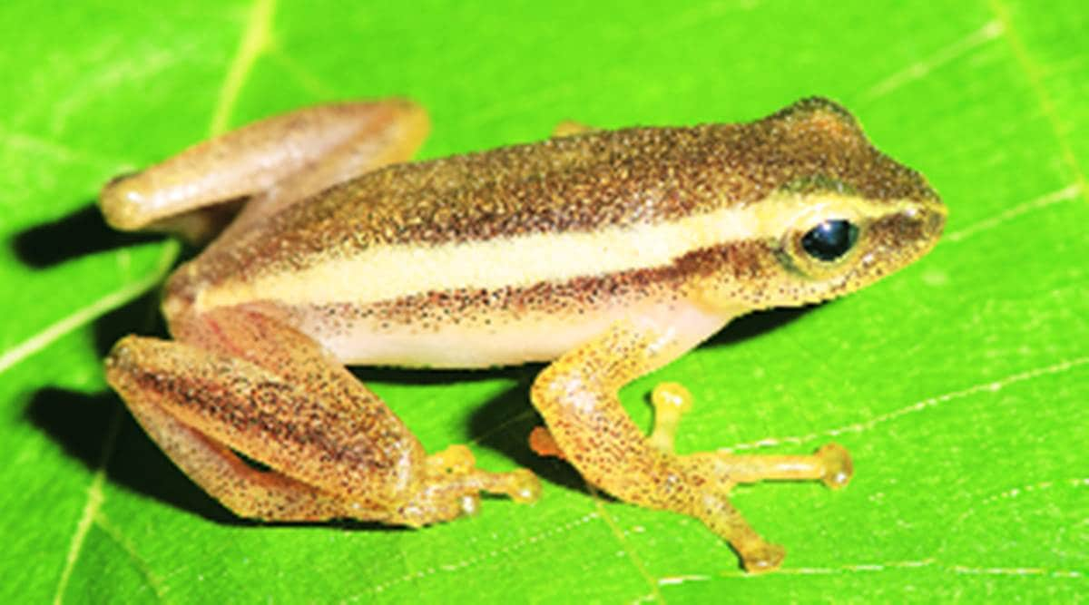 In Andamans, scientists hit upon new frog genus | India News - The ...