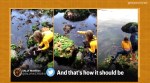 Australia, Australian girl saves shark viral video, Tasmania, Kingston Beach, shark rescue viral video, trending, indian express, indian express news
