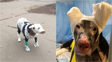 dog saves people burning hospice, dog gets burnt hospice fire, russian hospice dog saves patients, pregnant dog gets burned hospice fire, viral news, indian express