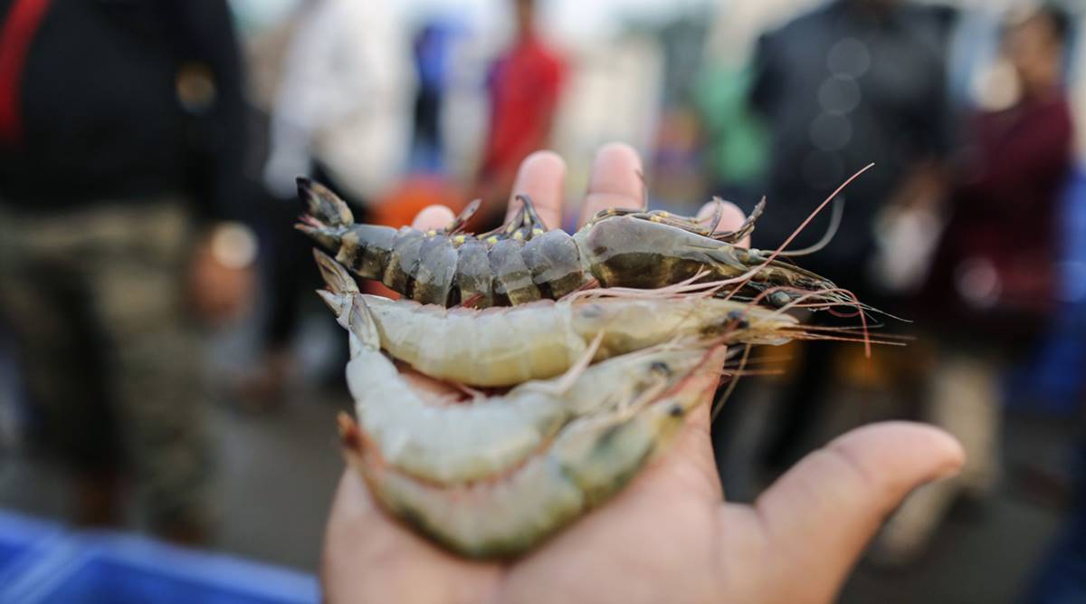 shrimps, shrimp exports, US tariff