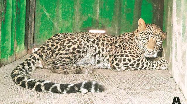 Twenty-three more leopards, they said, will be transferred to the private facility in future. (Representational image)