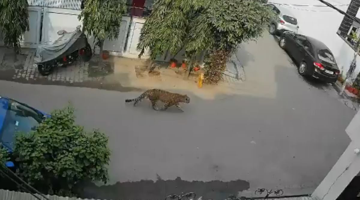 leopard ghaziabad, leopard ghaziabad viral video, leopard ghaziabad, cctv footage leopard viral video, ghaziabad, UP, trending, indian express, indian express news