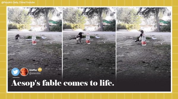 bird uses pebbles to drink water, magpie uses pebbles to drink water, bird use stone to drink from bottle, aesop fable thirsty crow, viral videos, indian express