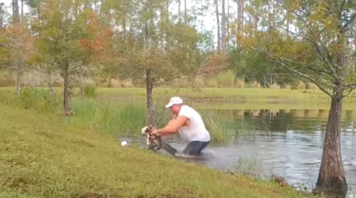 Watch Elderly man jumps into pond, pries open jaws of alligator to