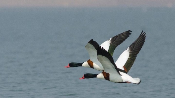 Migratory birds pong lake