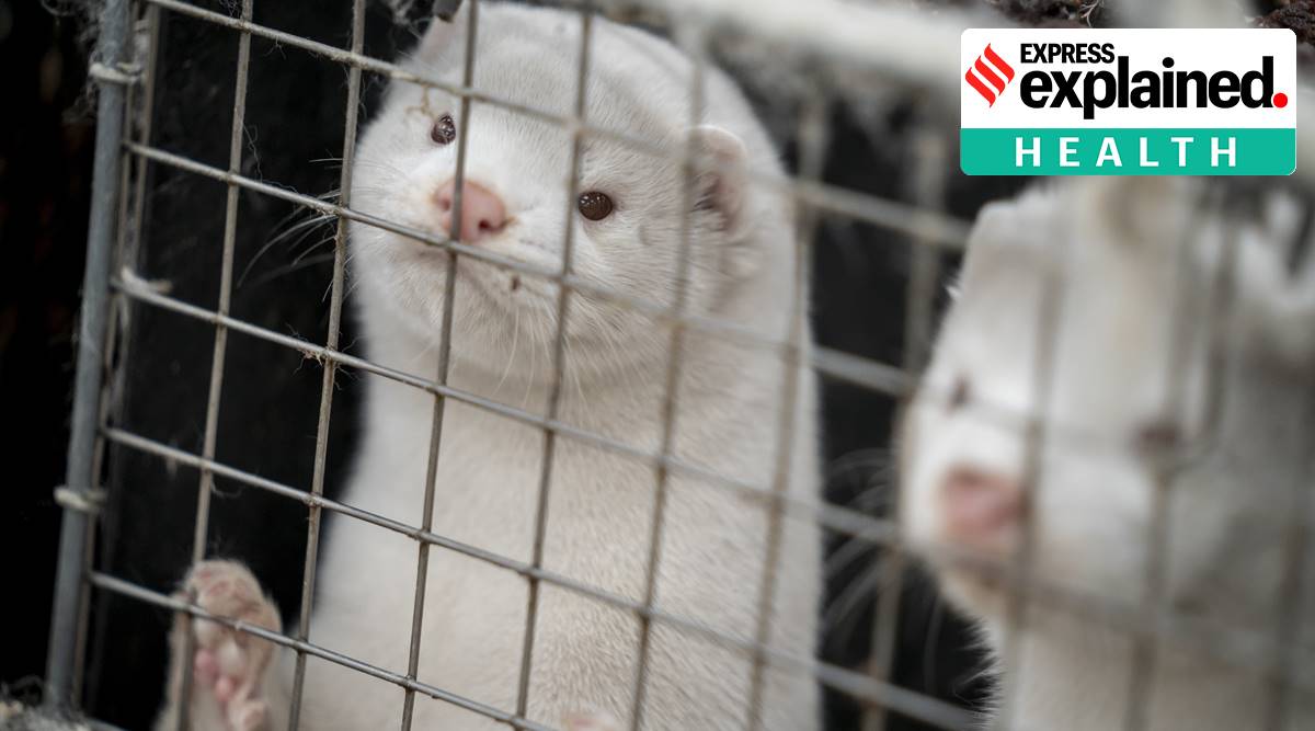 Denmark mink cull, Denmark minks, Denmark mink population, virus mutation minks, Covid virus mutation, express explained, indian express