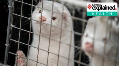 Denmark mink cull, Denmark minks, Denmark mink population, virus mutation minks, Covid virus mutation, express explained, indian express