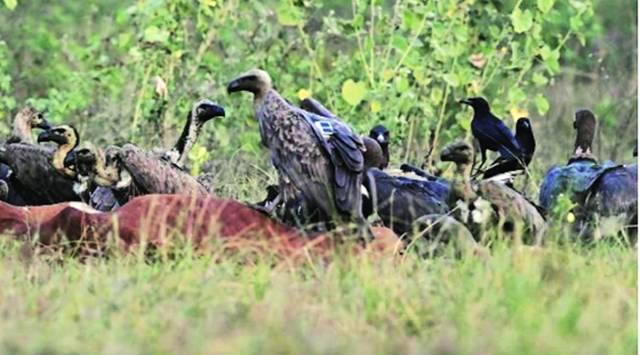 Forest dept satellite tags six vultures in Gujarat | India News - The ...