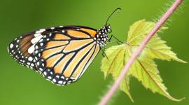 Bengaluru Butterfly Club, spotting butterflies, butterflies in Bengaluru, Bengaluru Butterfly Club, Butterfly Festival, indian express news
