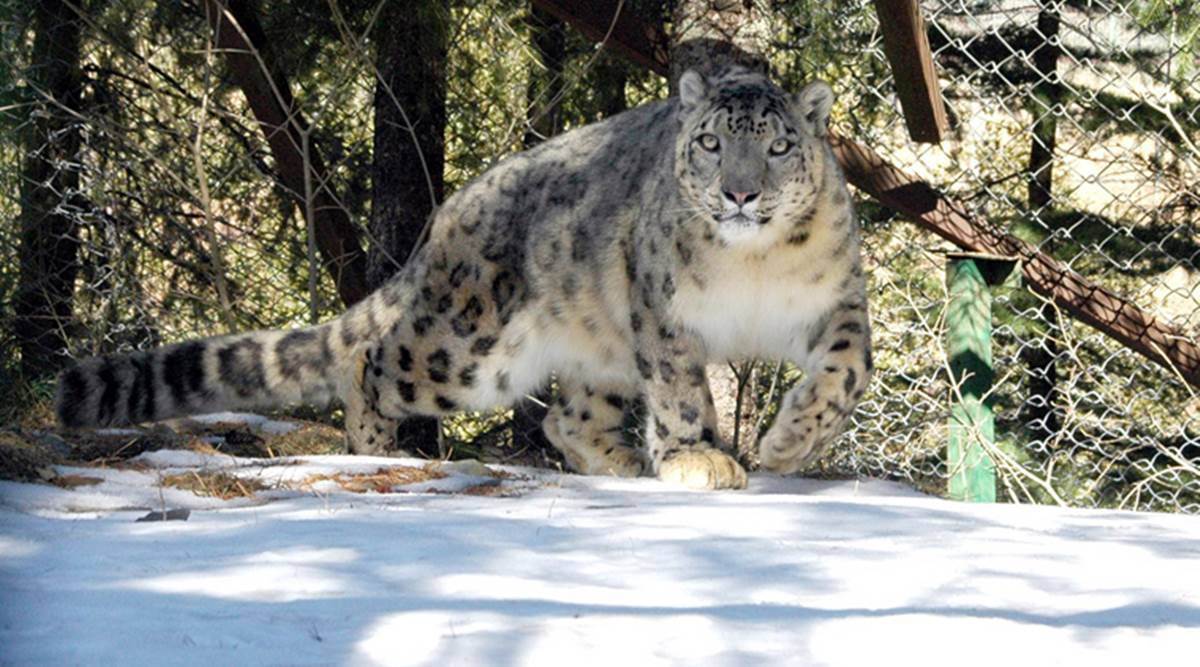Stalled By Covid First Snow Leopard Census Starts In Uttarakhand India News The Indian Express