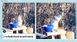 Squirrel, Drunk squirrel, fermented pear, Minnesota, Viral video, Trending news, Indian Express news